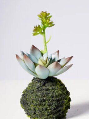Echeveria Plant With Moss Ball